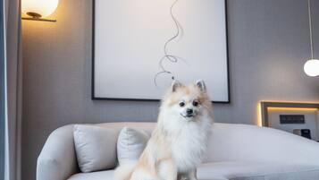Un perro pomerania sentado en un sofá de color claro en un salón moderno con una obra de arte minimalista y una lámpara colgante.
