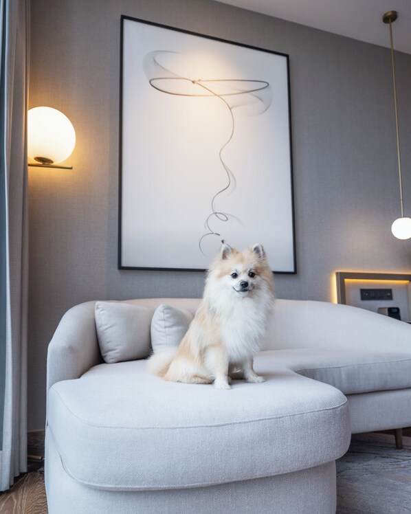 Un perro pomerania sentado en un sofá de color claro en un salón moderno con una obra de arte minimalista y una lámpara colgante.