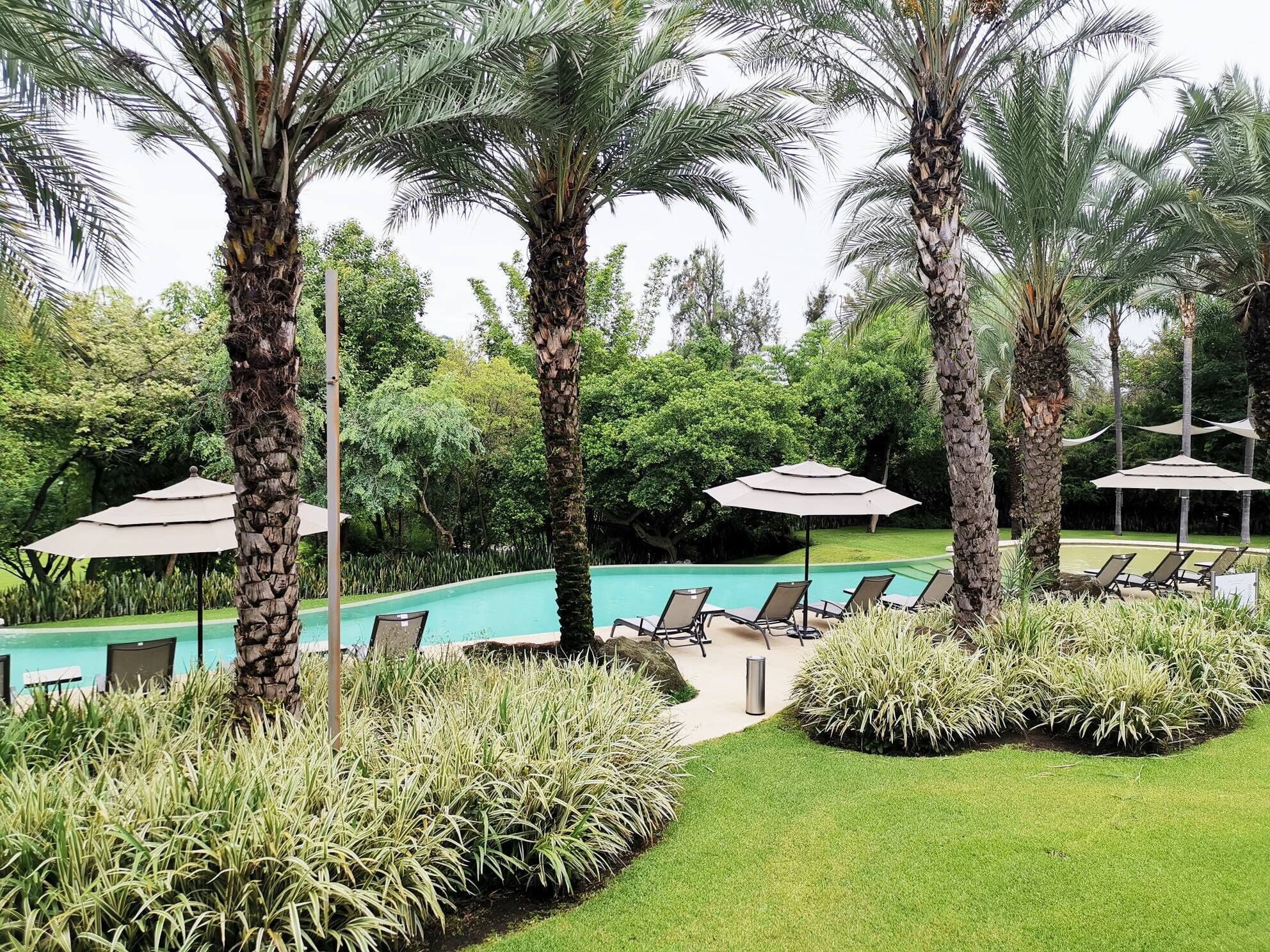 A pool area with lounge chairs and umbrellas, surrounded by palm trees and well-maintained grass.