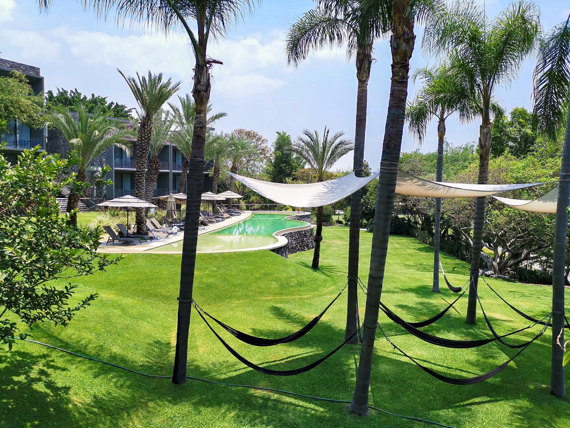 Un área de piscina con sillones de descanso y sombrillas, rodeada de palmeras y un césped.