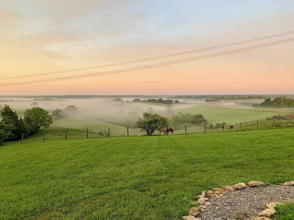 A rural landscape with a fence, trees, and horses grazing.