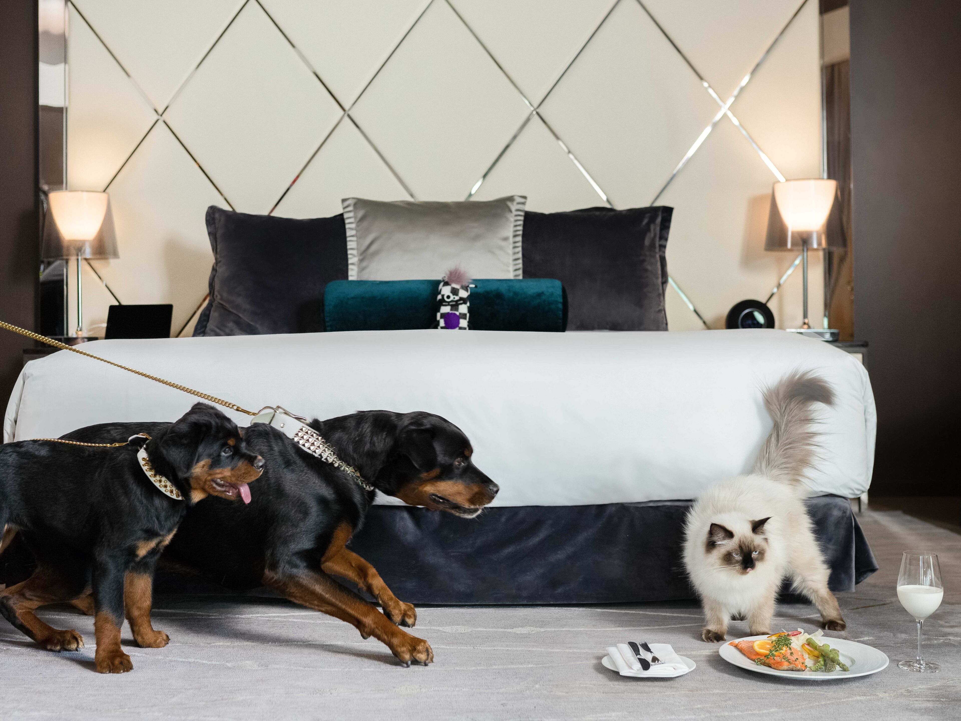 Et hotelværelse med en stor seng, en sengegavl med et diamantmønster, to hunde i snor, en kat samt et spisebord med tallerkener og et glas vin.