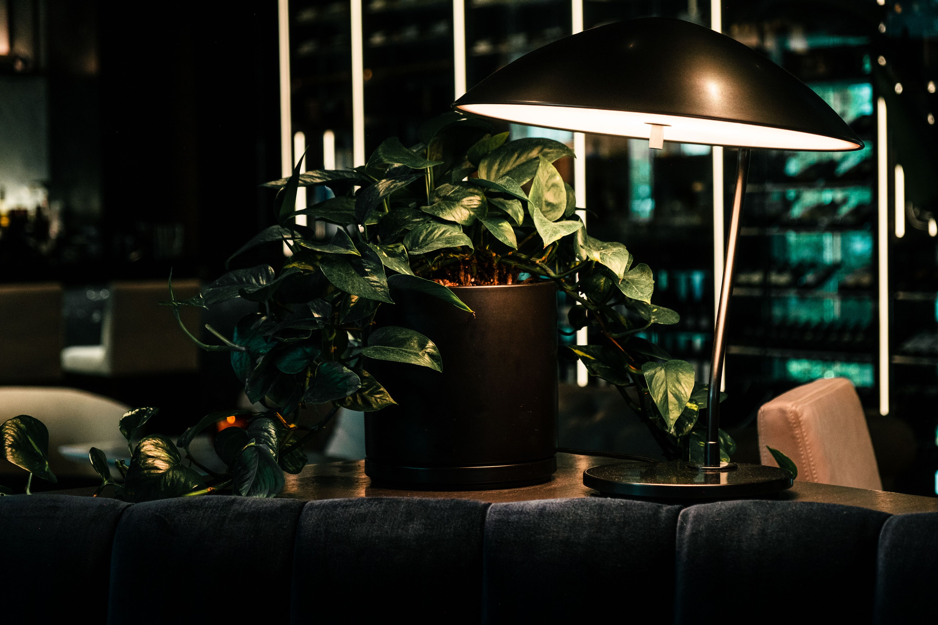 A modern lamp with a black shade, a potted plant, and a bar area in the background.