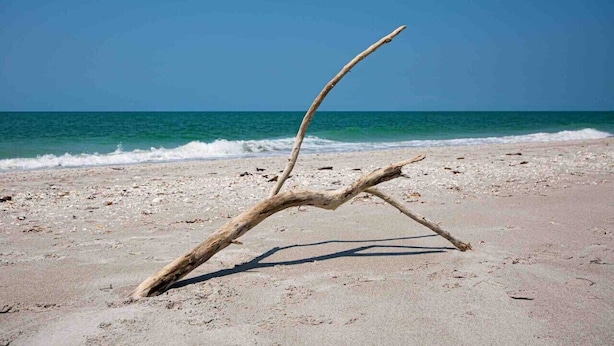 Une plage avec un seul morceau de bois flotté sur le sable.