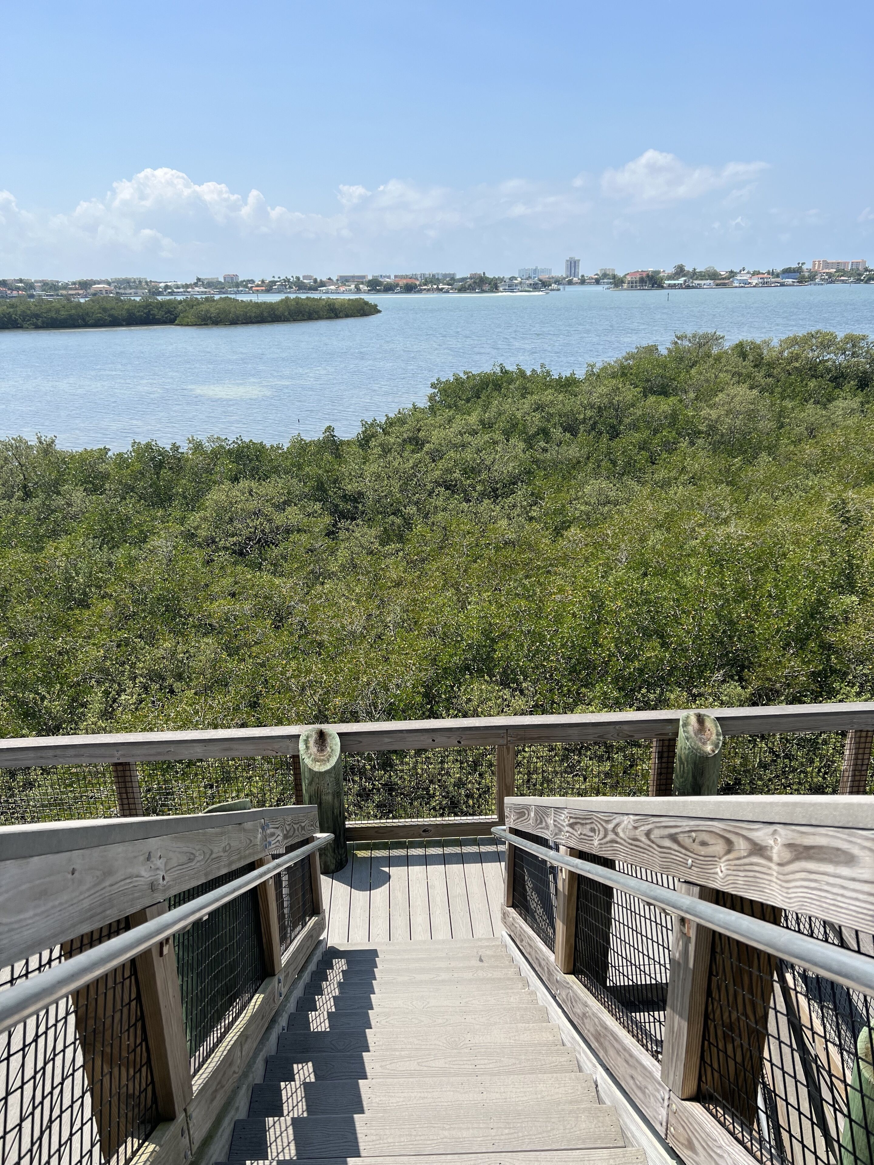 A wooden boardwalk leading to a mangrove area with a view of the water and distant buildings.