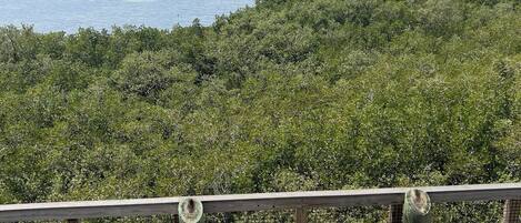 A wooden boardwalk leading to a mangrove area with a view of the water and distant buildings.