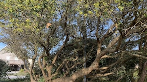 Un gran árbol con ramas frondosas y un tronco caído, rodeado de hierba y un edificio al fondo.