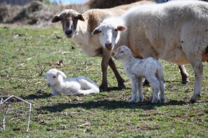 Property grounds - Lucy's Mountain View (Cedar Bluff)