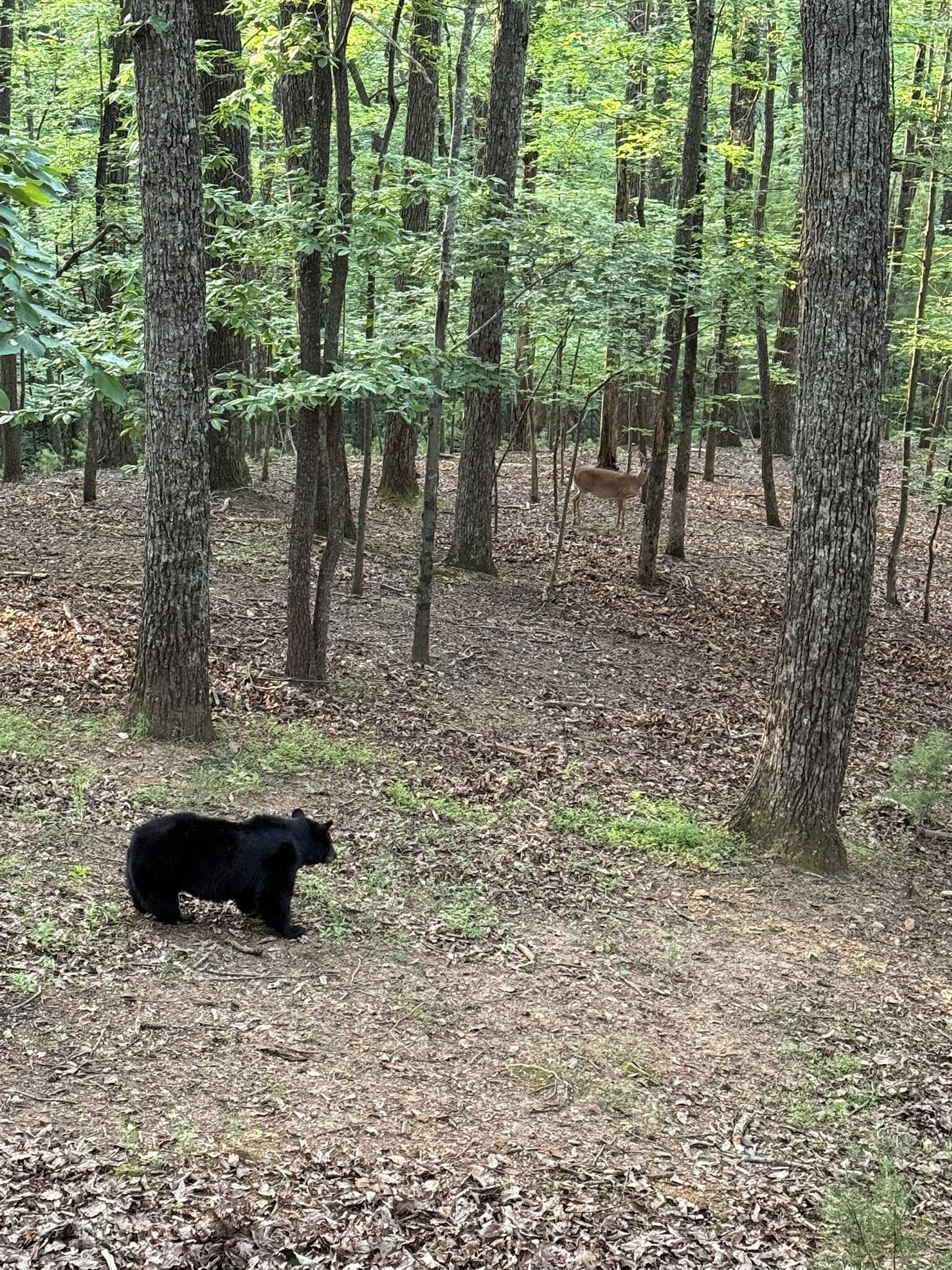A forest with a black bear and a deer.