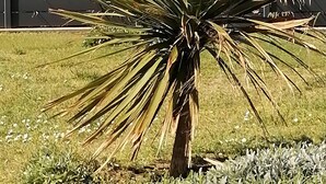 A single yucca plant in a grassy area with a view of the ocean and a distant island. - 4*house ON THE SEAFRONT WITH AN IMPREGNABLE VIEW of IROISE SEA INTERIOR SPA GR34 (Plouarzel)