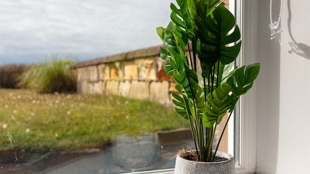 A potted plant on a windowsill with a view of a stone wall and greenery outside. - Shore View - Donnini Apartments (Prestwick)