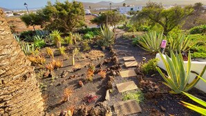 Een tuin met diverse planten en een pad.