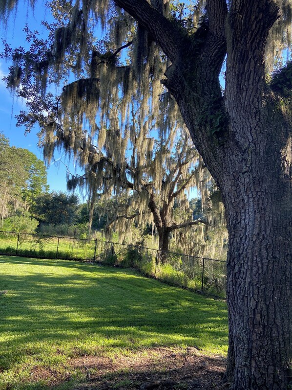 A large tree with Spanish moss hanging from its branches, a grassy field, and a fence in the background.