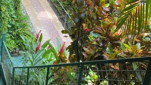 Een weelderige tuin met verschillende planten en een geplaveid pad.