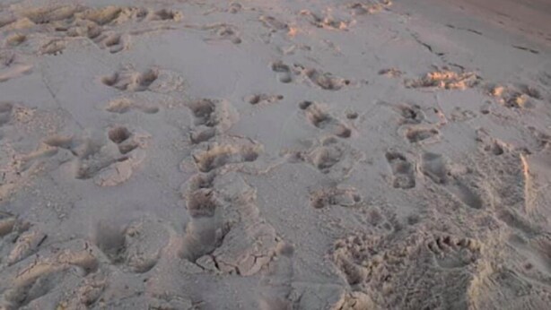 A beach with footprints in the sand and a calm sea. - WALK TO PRIVATE ACCESS  "PET FRIENDLY BEACH"  ENJOY 
PRIVATE POOL & HOT TUB (Gulf Shores)