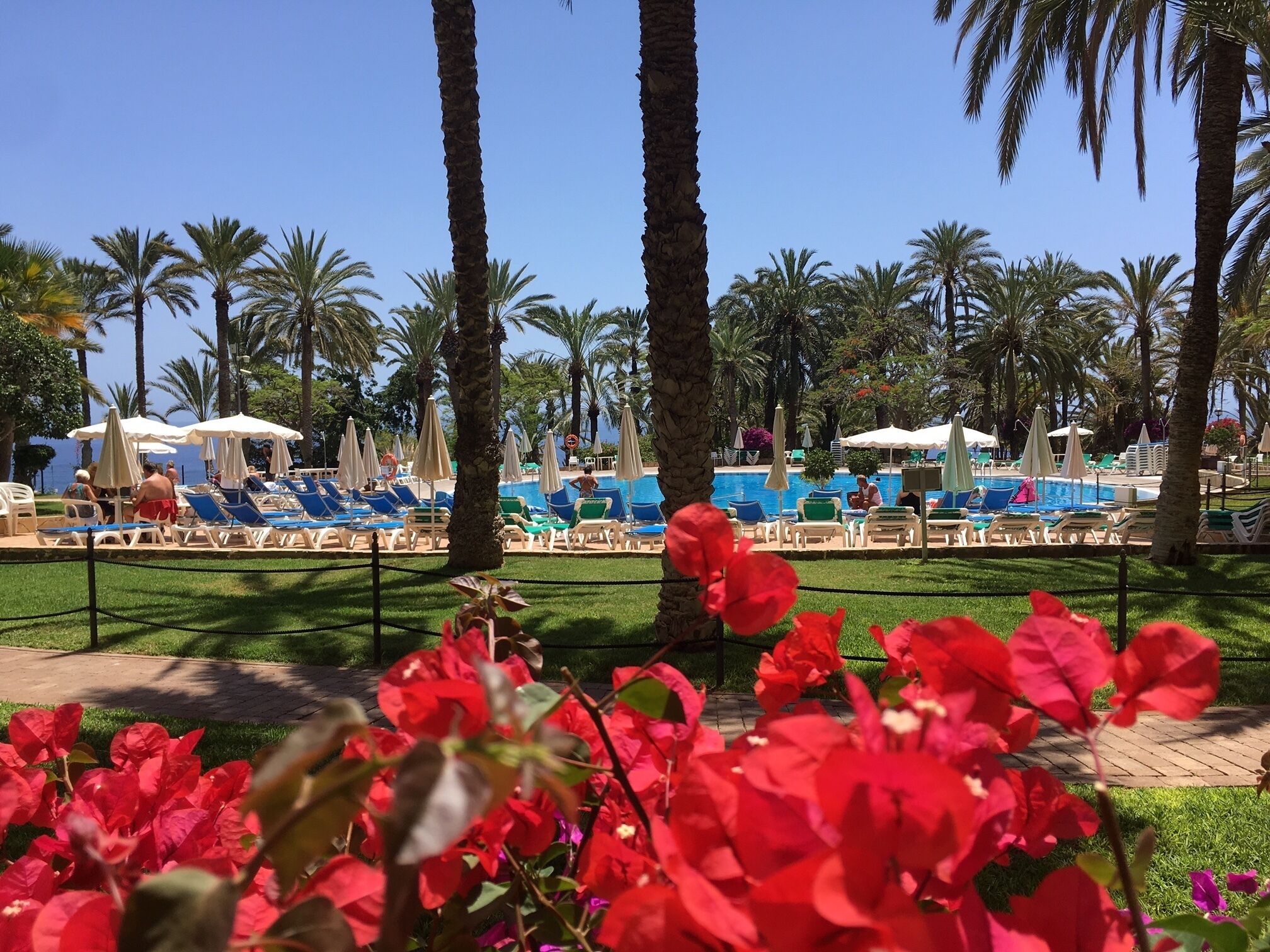 Un espace aménagé au bord de la piscine, avec des chaises longues et des parasols, entouré de palmiers et de fleurs rouges.