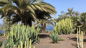 A desert garden with various cacti and palm trees. - Luxury Apartment, Fast WIFI, Large Terrace, Heated Pool, Marazul (Adeje)