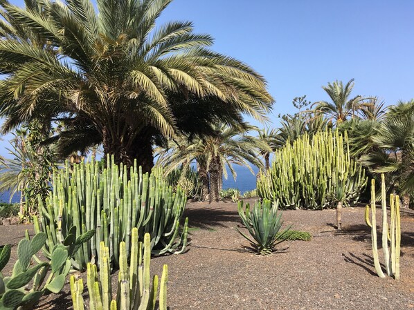 A desert garden with various cacti and palm trees. - Luxury Apartment, High-Speed Wi-Fi, Sunny Terrace, Heated Pool, Marazul (Adeje)
