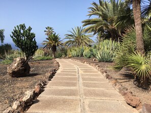 Uma trilha pavimentada em um jardim botânico com diversos cactos e palmeiras.