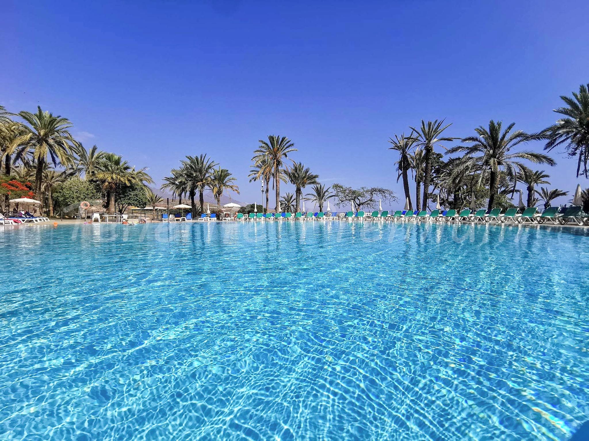 A clear blue pool surrounded by palm trees and sun loungers.
