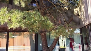A modern building with large glass windows and a tree in front. - Architect-designed villa, walking distance to beach and town center, heated pool (Capbreton)