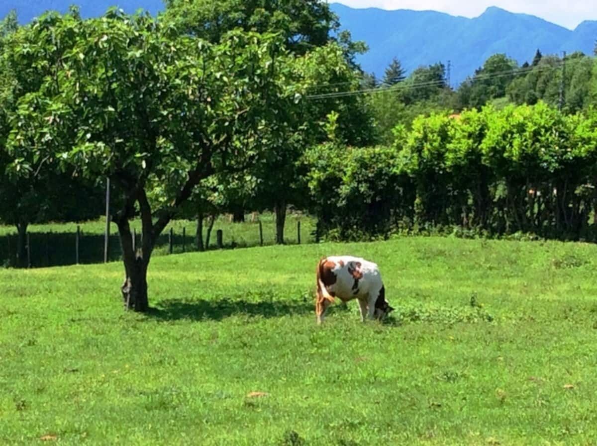 SLICE OF ITALY!A STUNNING FARMHOUSE IDEAL FOR LARGE FAMILIES-MEMORIES FOREVER!