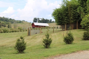 Property grounds - The Carson at Ridgeview. Asheville rental! Luxury Glamping! (Alexander)