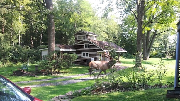 A rustic cabin surrounded by a lush green landscape with a large elk in the background.