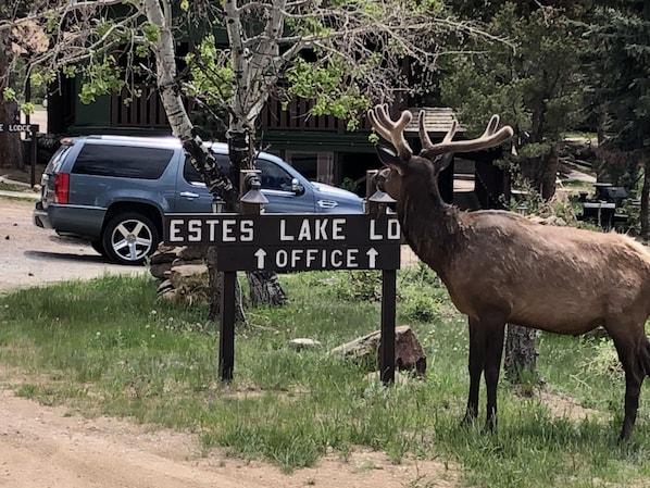 Deluxe Cabin, Fireplace, Lake View | Property entrance