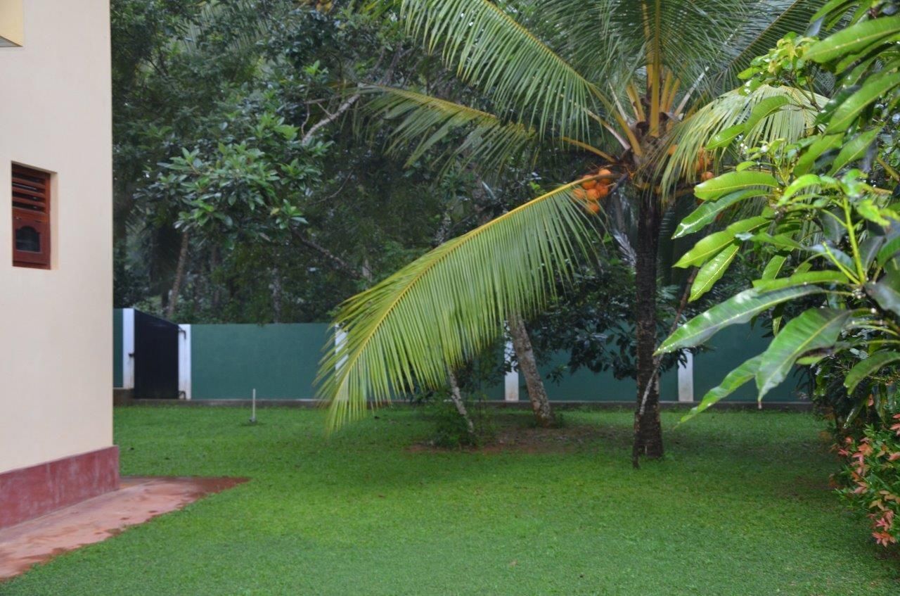 A well-maintained lawn with a palm tree and a small bush.