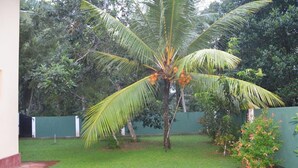 A well-maintained lawn with a palm tree and a small bush. - Villa Vinses In Hikkaduwa (Hikkaduwa)