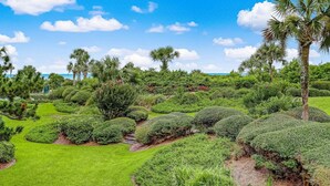 A landscaped garden with various shrubs and palm trees.