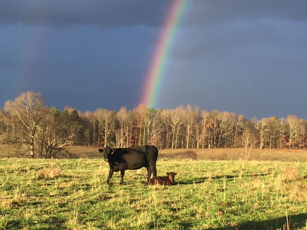 Une vache et son veau dans un champ verdoyant, avec un arc-en-ciel en arrière-plan.