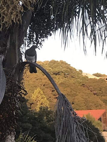 Resident kereru native to Aotearoa (NZ)
