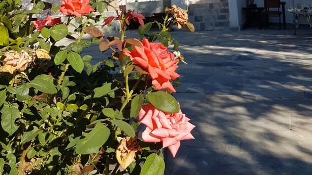 A building with a tiled roof, a balcony, and a garden with roses. - Cozy vacation apartment Panorama1 (Eretria)