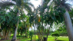 Un jardín tropical con palmeras y un sendero de piedra.