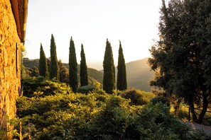 Un paisaje con altos cipreses y maleza densa.