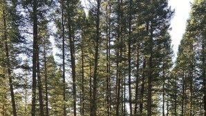 A wooden deck with railings, surrounded by tall trees. -  COZY BEAR LODGE - BEAUTIFUL MOUNTAIN GET AWAY (Island Park)