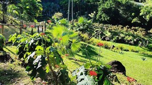 Ein üppiger Garten mit verschiedenen Pflanzen und einer Palme, umgeben von einem Zaun und mit Blick auf einen bewaldeten Hang.