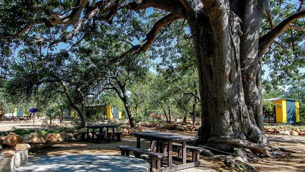 A park with picnic tables, a large tree, and a small yellow structure. - SleepOver Beitbridge (Musina)
