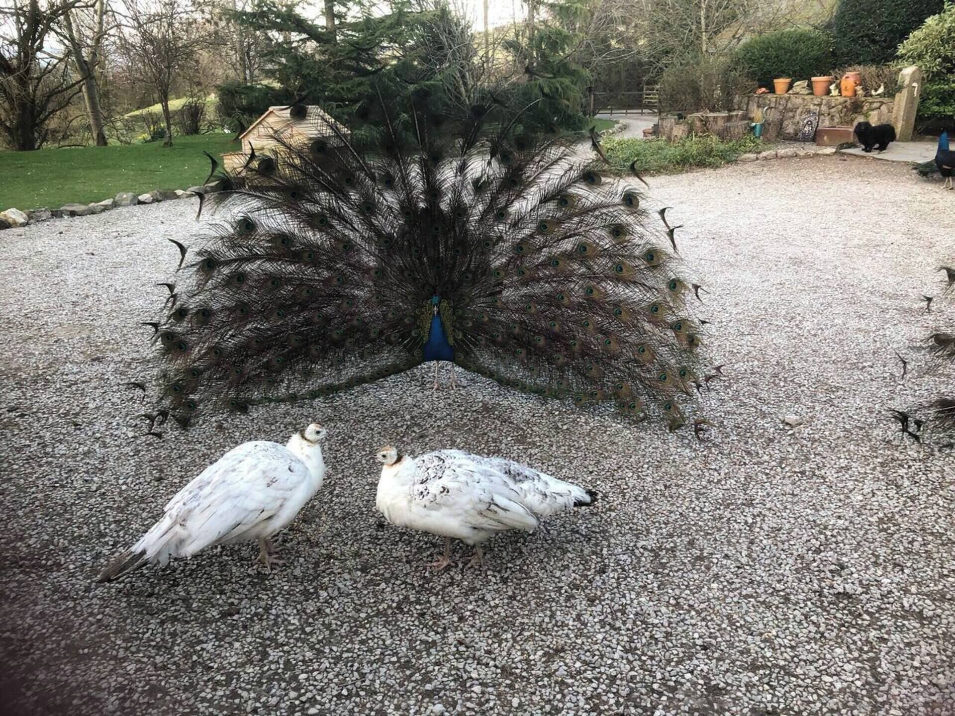 Ein Pfau mit auffächerartigem Schwanzenschmuck auf einem Kiesweg, in dessen Nähe zwei Tauben sitzen.