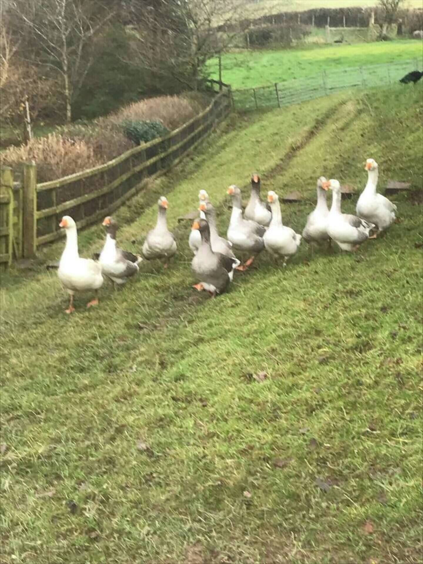 Eine Gänsegruppe geht einen grasbewachsenen Hang hinauf.