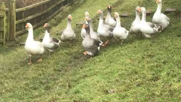 Eine Gänsegruppe geht einen grasbewachsenen Hang hinauf.