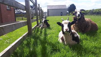 Rumah, 2 Tempat Tidur Twin | Halaman properti