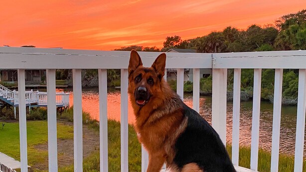 Un perro pastor alemán sentado en una cubierta de madera con vista a un lago y un atardecer.