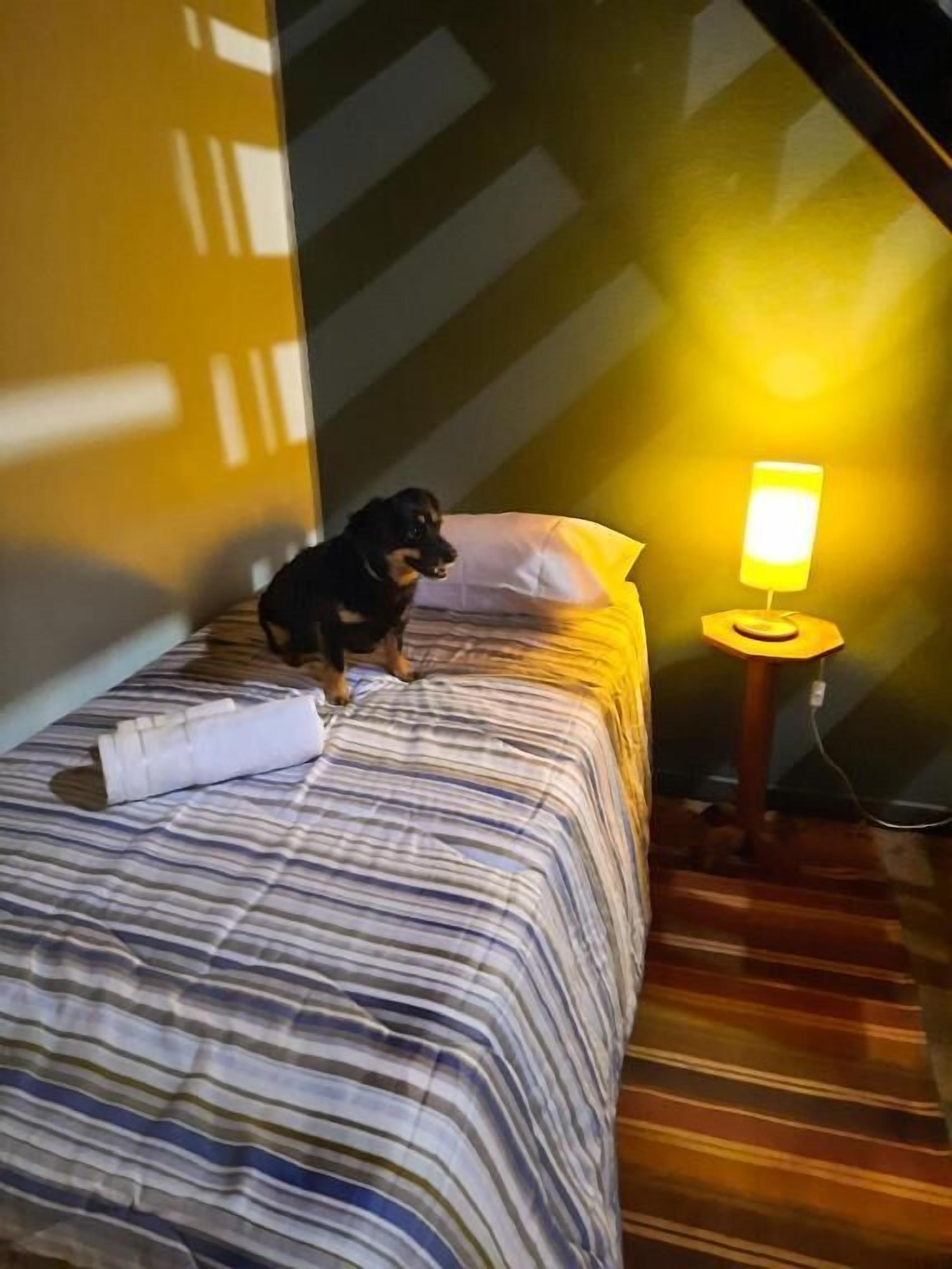 En seng med et stribet tæppe, et sammenrullet håndklæde og en hund siddende på sengen. Der er et lille bord med en lampe ved siden af sengen.