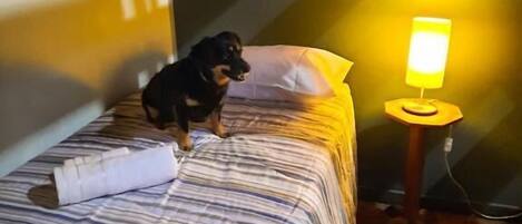 A bed with a striped blanket, a rolled-up towel, and a dog sitting on it. There is a small table with a lamp beside the bed.