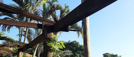 Una estructura de pérgola de madera con una viga metálica, rodeada de césped exuberante y palmeras.