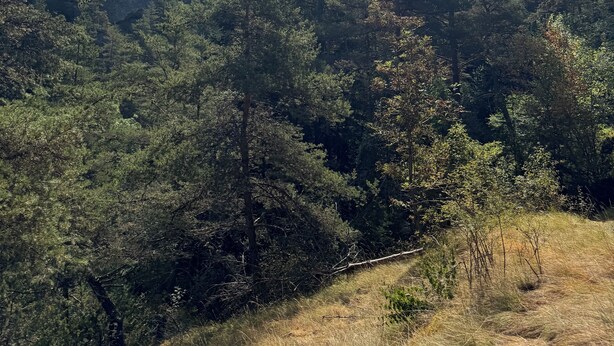 A forested mountain landscape with a clear sky. - Log cabin La Joue du Loup - sleeps 11 (agnières en Dévoluy)