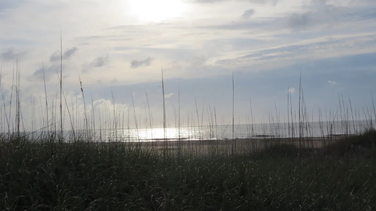 A coastal landscape with tall grasses and a clear sky.